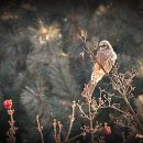 산새들공원 이미지