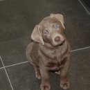 24시 언제나 동물병원 이미지