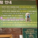 곰들산장 | [경기/가평] 아침고요수목원 수국 전시회 후기 (관련 기본정보 : 입장료,할인,주차,대중교통,강아지...