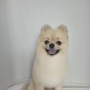짱구애견