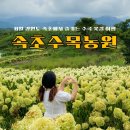 수목농원 - 삼척시 하장길 75 | 강원도 8월 가볼만한곳 | 영랑호 수국축제 속초수목농원 (입장료·주차·포토존)