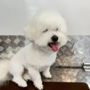 출장펫쌀롱 빙구네 이미지