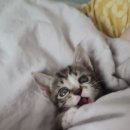 똥꼬발랄 이미지