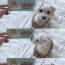 재화애견수제간식 이미지