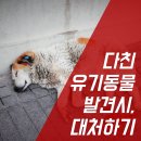 위더스 동물메디컬센터 부설 동물보호센터 | 유기 동물, 발견 시 이렇게 대처하세요