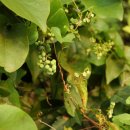 하천리-9 이미지