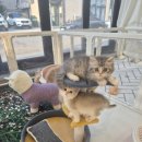 달콤하니냥 | 송탄 고양이분양 직접 다녀온 달콤하니냥 솔직 후기