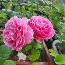 장미가 시원하다 해요 이미지