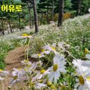 하모니카 연주 이미지