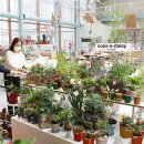 (봄맞이) 홈가드닝 이미지