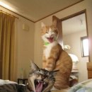 유키바