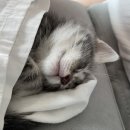 아메리칸쇼트헤어 우리집 사랑둥이 <b>이오</b> 성장일기, 고양이 허피스바이러스 증상