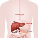 What is Barrett&#39;s Oesophagus? 이미지