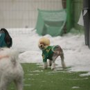 할리우독 이미지