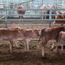 챔피언농장 이미지