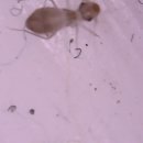 부흥로315번길 18 | 먼지다듬이 퇴치제 해충 벌레 퇴치 약 추천