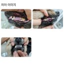 바이오드동물병원 | 강아지치석 입냄새 제거 오드클리어 시나몬 덴탈껌