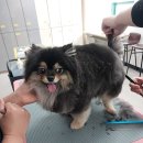 애견매니저 이미지