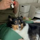 CM메디칼 | 치아관리 우리 강아지에게 잘 맞는 칫솔을 찾아서 (큐라덴, 놀로, CI 메디컬 기린 칫솔, 오라바이오)