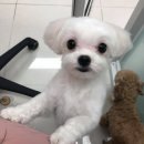 THE반하개 이미지