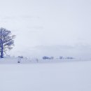 나무한그루 이미지