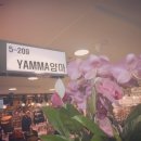 얌마(Yamma) 이미지