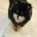 상큼하개 이미지