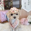 털로덮인친구들 수원매교점 이미지