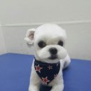 서울한빛동물병원 이미지