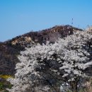 인왕산 개나리와 안산 연희숲속쉼터 벚꽃 이미지