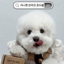 라니펫 | 친환경 소재 강아지 장난감 공 | 라니펫 반려견 호두볼 솔직 후기