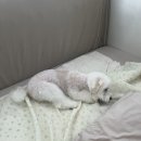 댕스얼랏 이미지