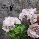 냐옹이네꽃집 이미지