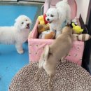 애견훈련소 보담 이미지