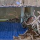 경성면옥 | "숙아! 낙지가 냉면을 비벼줘~" - 경성 면옥 후기