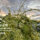 동의보감 처방 실새삼군락 Cuscuta australis colony 이미지