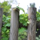 하늘담쟁이 이미지