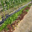 광성농장-2 이미지