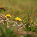장보고공원 Daum카페