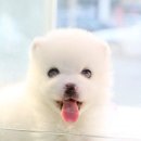 꼬마애견 이미지