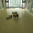 더도그맨션 이미지