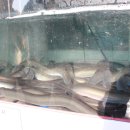 참숯불풍천장어 네이버블로그