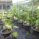 영세농장 이미지