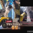 미키애견 이미지