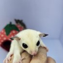 펫엔글라이더 천안점 이미지