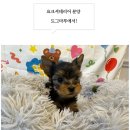 도그마루 강아지고양이 김해창원점 이미지