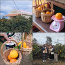 귤빛 | 제주 감귤 체험 | 포토존 가득 애월 귤빛정원 감귤체험농장