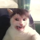 가자먹으로 이미지