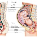 제이앤티메디칼(J&T Medical) | [언제나 필라테스 운동칼럼] 임신하면 몸이 어떻게 변할까요? 임산부의 척추 자세와 골반, 허리 통증에...