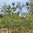 대성농장 2농장 이미지